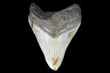 Bargain, Fossil Megalodon Tooth - North Carolina #101252-1
